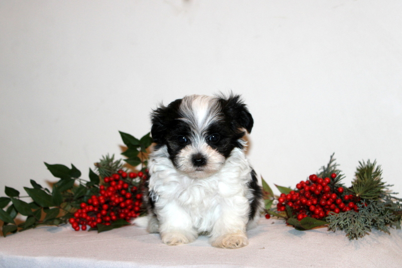 puppy, for, sale, Maltipoo, Matthew B. Stoltzfus, dog, breeder, Gap, PA, dog-breeder, puppy-for-sale, forsale, nearby, find, puppyfind, locator, puppylocator, aca